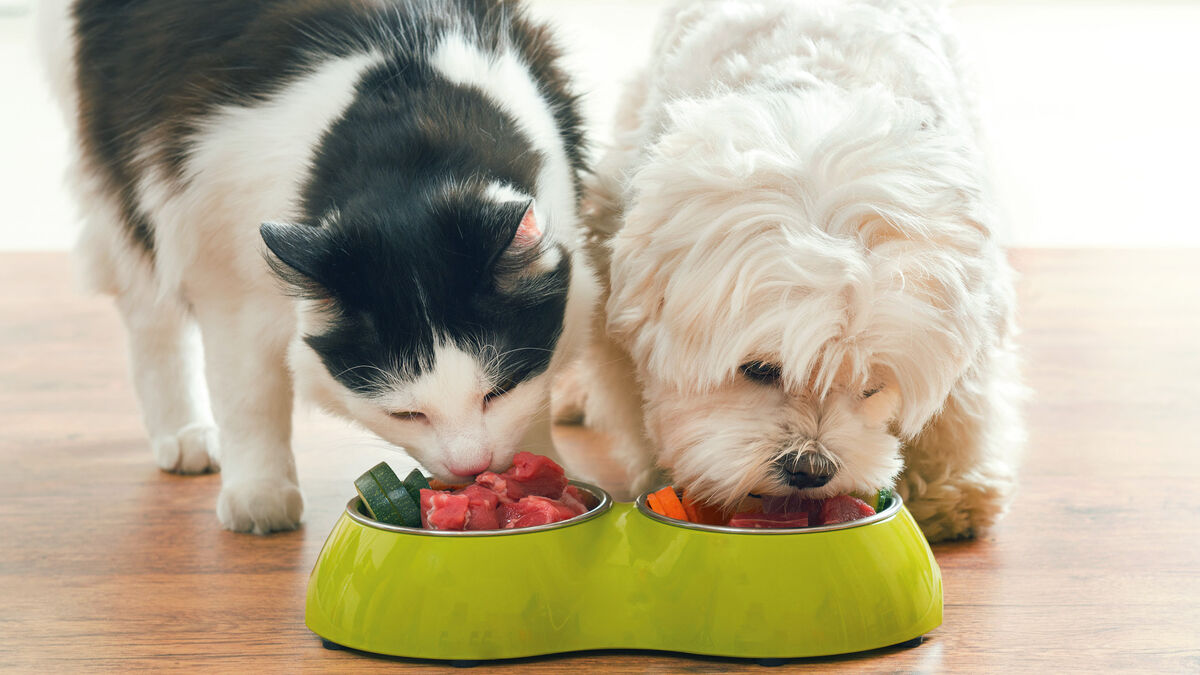 Hund und Katze fressen aus einer Schuessel